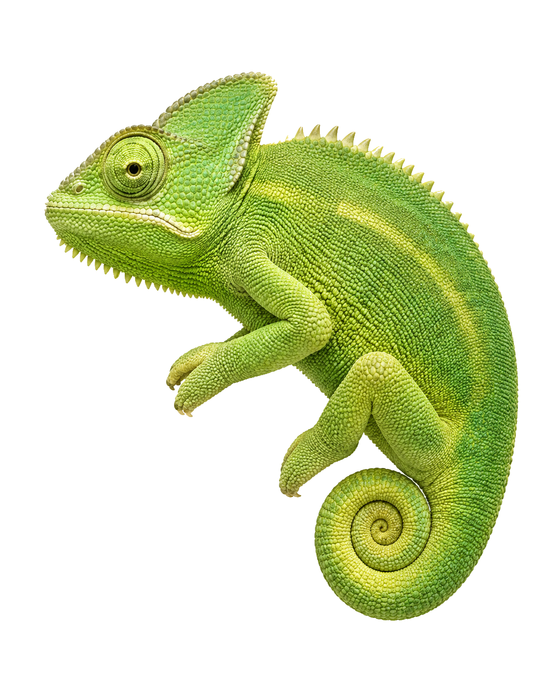 cameleon